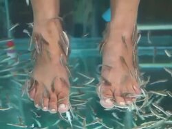Fish spa Stock Footage