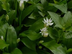 T/L Wild Garlic (Allium ursinum) flowers emerging, United Kingdom, MS Stock Footage