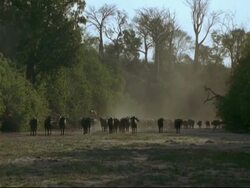 WA herd of African Cape Buffalo walking to camera come to a halt, waiting, dust rising, Mana Pools, Zimbabwe Stock Footage