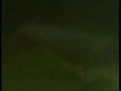 MS Boto, Inia geoffrensis, river dolphin swimming underwater across frame, Amazon, South America Stock Footage