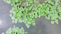 Play Drone in canal Stock Footage