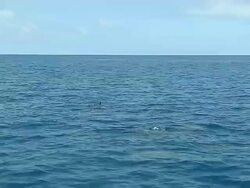 Dolphins at Tamarin Bay Grand Bay Mauritius Stock Footage
