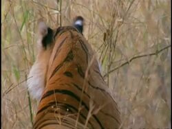CU Royal Bengal tiger, Panthera tigris tigris, face in grass, shakes and scratches, Bandhavgarh National Park, India Stock Footage