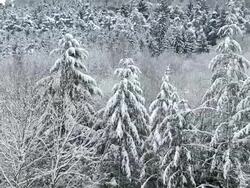  WS PAN  Heavy snow in forest landscape during winter / Saarburg, Rhineland-Palatinate, Germany Stock Footage