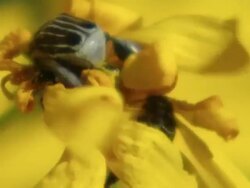 CU View of Two large barred monkey beetles fight for pollen in daisy center / Namaqualand, Northern Cape, South Africa Stock Footage