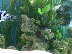 Mouthbrooder fish Stock Footage