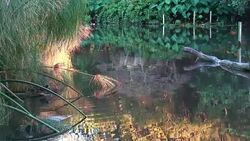 Blue Heron Stock Footage