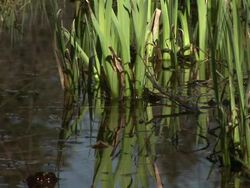 HD: Marsh plants Stock Footage
