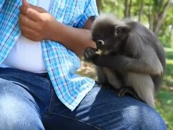 Dusky Leaf Monkey Stock Footage