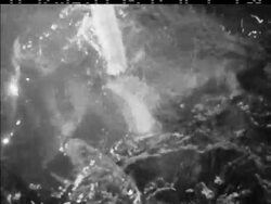 SEAFOOD - HONG KONG STYLE News Clip