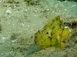 MS Shot of Paper fish lying on sea floor observing surroundings and drifting with surge / Matola, Maputo, Mozambique Stock Footage