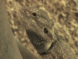 NTSC: Bearded Dragon Stock Footage