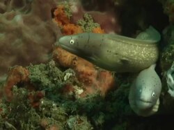 CU Geometric moray eels peering out from cave with rocks covered with coral and sponge / Matola, Maputo, Mozambique Stock Footage