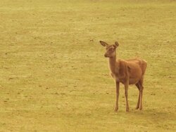 Reindeer in Ontario Stock Footage