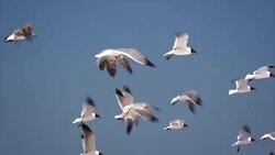 Flock of Seagulls Flying Over Isla Beach in South Padre Island, Texas Stock Footage