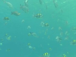 MS Striped butterfly and wrasse fish swimming over coral reef / Egypt Stock Footage