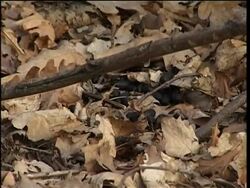 Conserving a rare breed of Indian deer News Clip