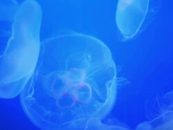 jellyfish Stock Footage
