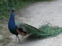 Peafowl 3-20: HD 1080/60i Stock Footage