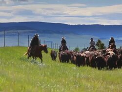 Cowgirls and Cowboys herding cattle Stock Footage
