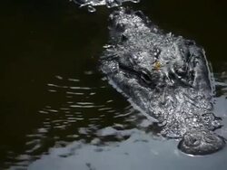 Large Alligator Stock Footage