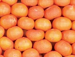 Bright, fresh tangerine/clementine type citrus, La Cancha Market, Cochabamba, Bolivia Stock Footage