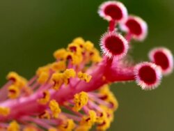 CU View of Hibiscus pistil and anther / Mallorca, Balearic Islands, Spain  Stock Footage
