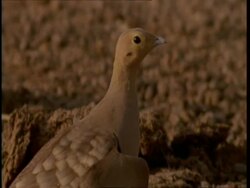 CU Sand Grouse in profile, Gujarat, India Stock Footage