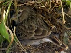 Calandra Lark (Melanocorypha calandra) settles on nest, Andalucia, Spain Stock Footage