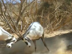 MS SLO MO Shot of two Arabian oryx (Oryx leucoryx) fighting at Yotvata Hai-Bar Nature Reserve, with horns clashing / Yotvata, Arava,Negev Desert, Israel Stock Footage