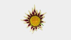 Sun Flower - Gazania blooming in a time lapse video on a white background. Alpha channel included. Stock Footage