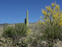 HD video Sonoran desert blooms Saguaro National Park Arizona Stock Footage