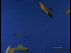 High speed - Sycamore seeds falling, blue background Stock Footage