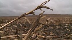 CLEAN: GOP candidates try to woo Iowa farmers and voters News Clip