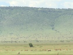 Gazelles in landscape, Kenya, Africa Stock Footage