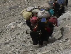 WS ZO Yaks and their herders walking up mountainside  / YamanouchiÂŒÃ¦, NaganoÂŒÃ¦, Japan Stock Footage