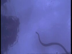 MCU Underwater view of Anaconda swimming, South America Stock Footage