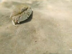 sandcrab Stock Footage