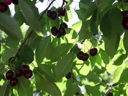 Cherries on tree branches, Ardeche, France Stock Footage
