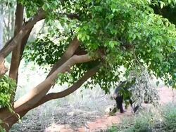 Chimpanzees Stock Footage