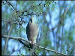 Mourning Dove (Zenaida macroura)perched on branch, Sonoran desert, USA Stock Footage