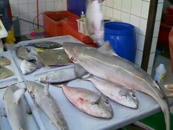MS PAN Dead sharks for sale on fish market counter / Brunei, Brunei Darussalam Stock Footage