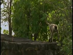 MS Hanuman Langur, Semnopithecus entellus, walking on Hindu Temple ruins, Bandhavgarh National Park, India Stock Footage
