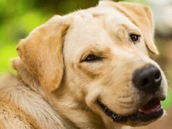 Yellow Labrador Retriever Stock Footage