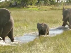MS Shot of Mixed elephant herd wading through floodplain water channel and drinking / Okavango Delta, North West District, Botswana Stock Footage