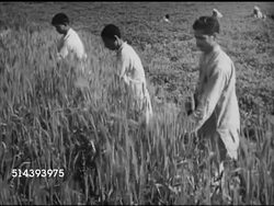 1953: PAKISTAN: FARMING: VS Workers, farmers harvesting wheat by hand, VS Cutting stalks manually w/ scythe. VS Men by wheat field, holding several heads of wheat in hand. Angled WS Unidentified barrage w/ water surging from gates. Instructional Video