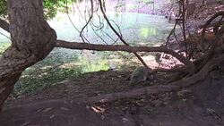 CLEAN : Gambian politicians seek electoral success in holy croc pool News Clip