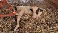 Farmers Cutting Nail Newborn Calf in Local Farm Stock Footage