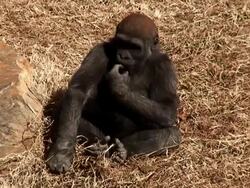 Ape Baby Stock Footage