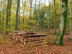 MS PAN Shot of cutted trees at autumnal woodland / Orscholz, Saarland, Germany Stock Footage